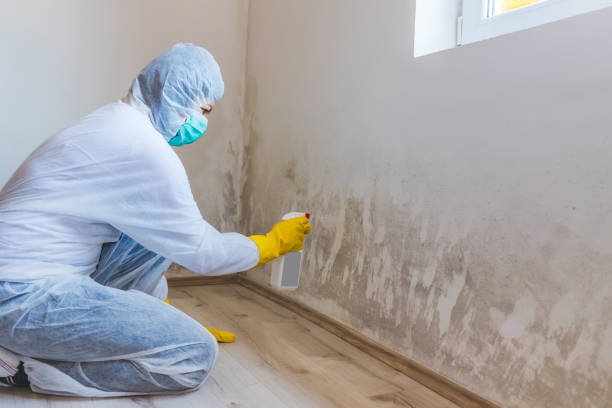 Licensed Attic Mold Removal service in Pompton Lakes, NJ - WQB Mold Removal